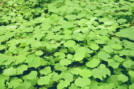 Natural green leaves pattern background dark / Leaf beautiful in the tropical forest plant jungle...