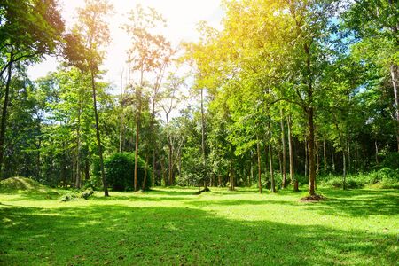 green park beautiful sunrise tree in summer at outdoor with tree and field / Bright sunny day in the garden meadow and ecology green nature environmentの写真素材