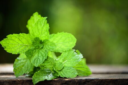 peppermint leaf / Fresh mint leaves on a wooden nature green background