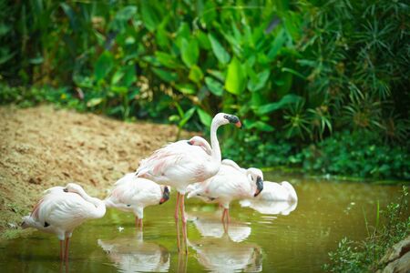 Flamingo bird at lake river nature tropical animals / Greater flamingoの写真素材