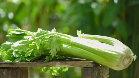 Fresh Celery vegetable / Bunch of celery stalk with leaves on nature green backgroundの写真素材