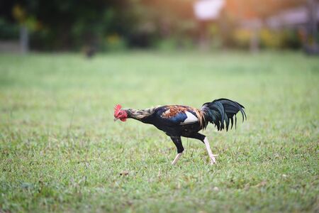 Bantam rooster on green grass meadow / Chicken cocksの写真素材