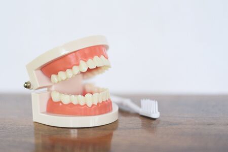 Dental health and child brush teeth concept / Toothbrush dental prosthesis , dentures for studyの写真素材