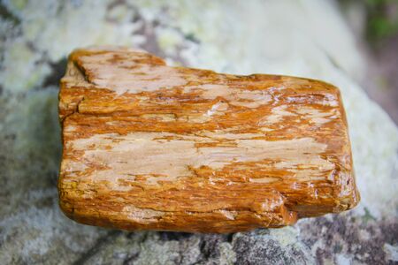Petrified wood fossil / The old wood becomes stone by natural