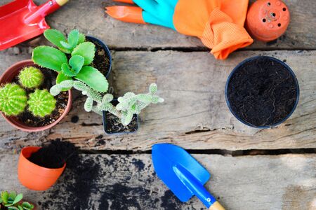 Gardening tools on wooden background ready to planting small plant in the spring garden works concept gardening cactus pots at back yardの写真素材