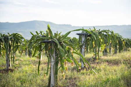 dragon fruit tree in the garden agriculture on mountainの写真素材