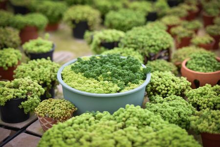 Miniature succulent plant beautiful / Mix of collection set little sedum succulent  in pot in the cactus farmの写真素材