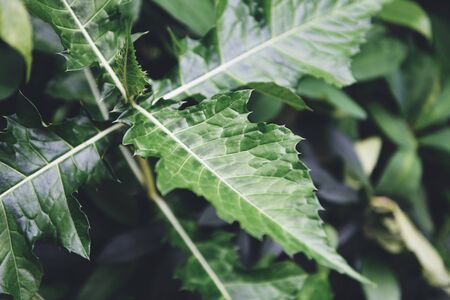 Natural green leaves pattern background / Leaf beautiful in the tropical forest plant jungle