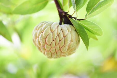 Sugar apple or custard apple on tree in the garden tropical fruit nature green background / Annona...