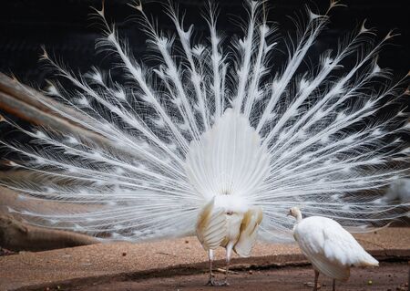 Beautiful white peacock opened shows tail in the peacock farm の写真素材