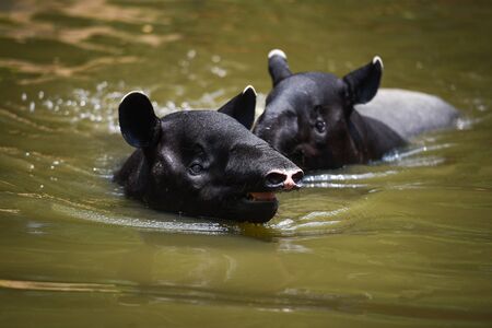 tapir swimming on the water in the wildlife sanctuary / Tapirus terrestris or Malayan Tapirus Indicus , selective focusの写真素材