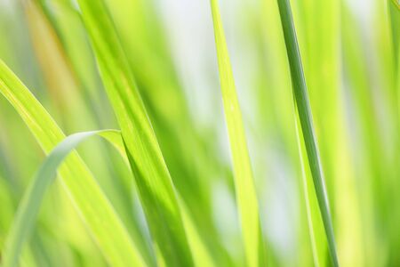 lemon grass plant close up of green leaves for herb medicine and foodの写真素材
