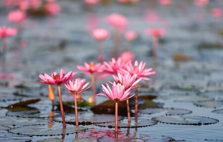 Pink water lily beautiful blooming in the lotus pond gardenの写真素材