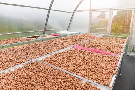 Macadamia nuts in the making dried fruit in room temperature control to dry baked with sunlight /...