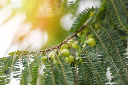 Indian Gooseberries or Amla fruit on tree with green leaf / Phyllanthus emblica traditional Indian gooseberry tree for Ayurvedic herbal medicines and snackの写真素材