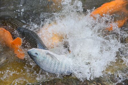 Tilapia farm swimming and jumping on surface in the river / Fresh tilapia fish and various freshwater feeding fish enjoy and floating water surfaceの写真素材