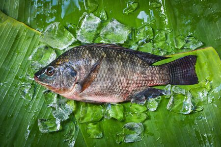 Tilapia fish freshwater for cooking food in the asian restaurant / Fresh raw tilapia with ice on...