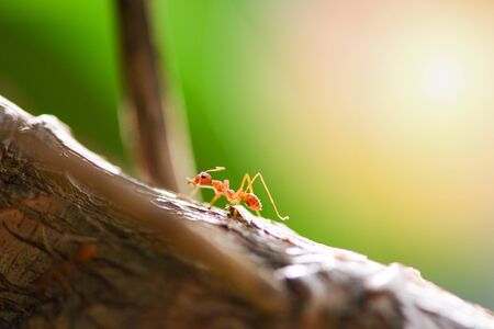 Ant action standing on tree branch in the morning / Close up fire ant walk macro shot insect in nature red ant is very small selective focus and free spaceの写真素材
