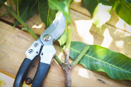 pruning shears in the garden agriculture / Gardening tool and works concept