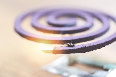 Mosquito repellent concept / Burning mosquito coil is an anti mosquito repellent and dead , selective focusの写真素材