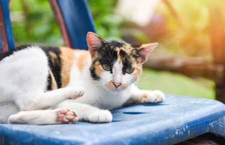 colorful Cat thai sitting on a chair / beautifull female cat with three coloursの写真素材
