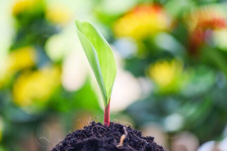 Young plant growth on neutral green with light in the morning / Agriculture new plant seeding...