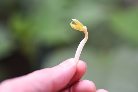Close up Organic Sprouting beans on hand planting bean sprout seed growing agricultureの写真素材