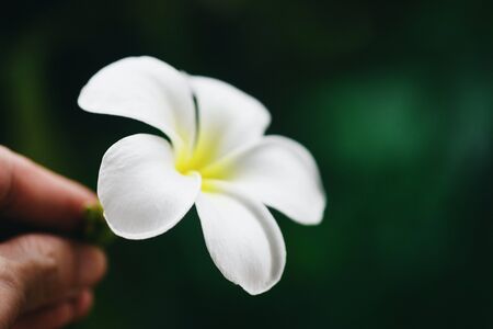 White flower Frangipani Plumeria on hand and nature green background / tropical flowers in the garden の写真素材
