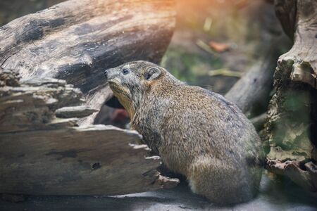 Rock hyrax sitting on the floor / provavia capensis