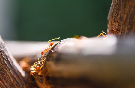 Close up fire ant walk macro shot insect in nature red ant is very small / Ant action standing on tree branch with morning sunlight , selective focusの写真素材