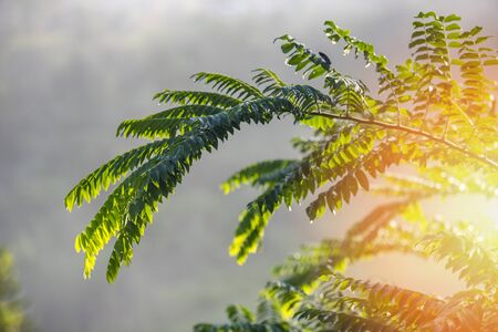 Sunrise in the morning and tree branch with dew drops on green leaf nature background 
