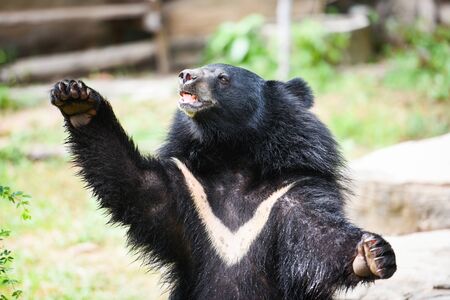 Asiatic black bear standing and relax in the summer / Black bear with chest The V shape is white woolの写真素材
