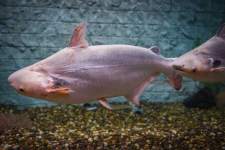 Black ear catfish or Pangasiidae fish swimming underwater fish tank at aquarium / Pangasius larnaudiiの写真素材