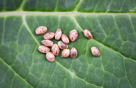 Close up of Marijuana seeds or Hemp Cannabis seeds on green leaf background , selective focusの写真素材