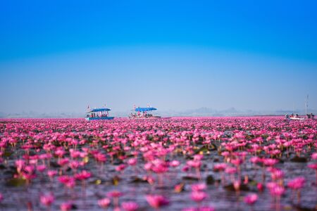 Tourist boat on the lake river with red lotus lily field pink flower on the water nature landscape in the morning landmark in Udon Thani Thailandの写真素材