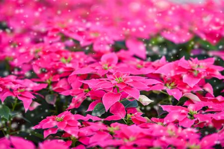 Pink poinsettia in the garden background / Poinsettia Christmas traditional flower with snow decorations Merry Christmasの写真素材