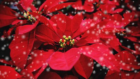 Red poinsettia in the garden with black background / Poinsettia Christmas traditional flower with snow decorations Merry Christmasの写真素材