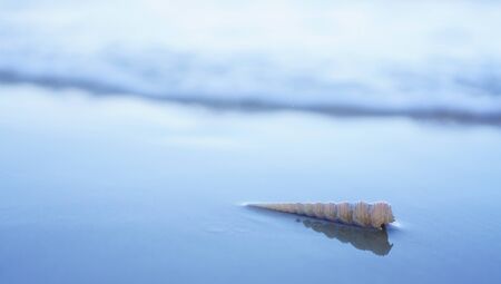 Sea Shell Summer Beach / Seashell on the sandの写真素材