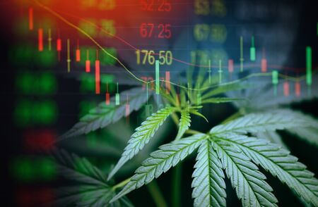 Business cannabis marijuana stock exchange market graph business / cannabis leaves on trading and investment of financial money price stock chart exchange growth and crisis money conceptの写真素材
