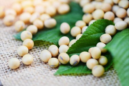 Soya , Soybean agricultural products on the sack background / close up dry soy beans and green leaf , selective focusの写真素材