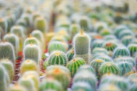 Miniature cactus pot decorate in the garden / various types beautiful cactus market or cactus farm