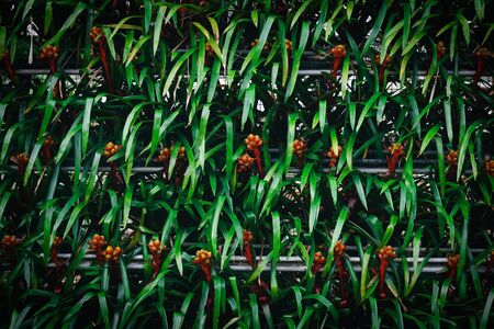 green pattern abstract texture with leaves bromeliad red orange flowers background / plant wall conceptの写真素材