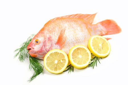 Fresh fish with herbs spices rosemary and lemon / Raw fish red tilapia isolated on white background