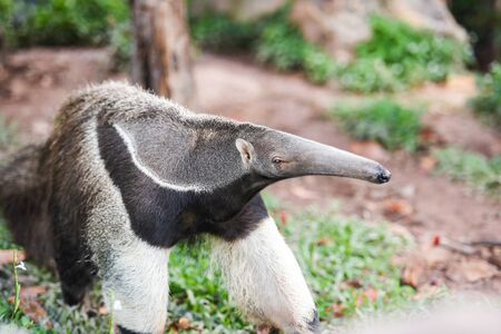 Giant anteater walking in the farm Wildlife Sanctuary / Myrmecophaga tridactyla の写真素材