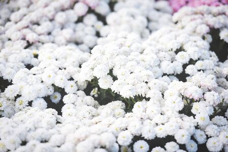 Close up of bunch flower white chrysanthemum beautiful texture background / chrysanthemum flowers...