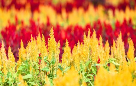 Cockscomb flower blooming in the summer vintage color / Colorful garden with red and yellow flowers of Cockscomb in the nursery outdoors , Celosia argenteaの写真素材
