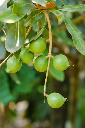 Macadamia nut tree / Fresh green raw macadamia hang on the tree branch and green leaf in the garden fruitの写真素材