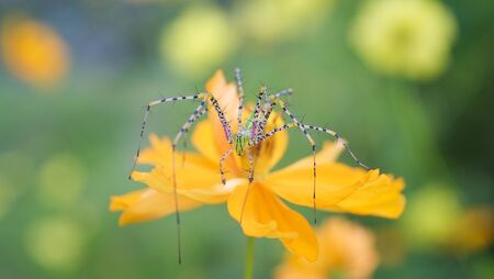 spider macro on the flower on nature green background / close up beautiful and colorful spider strange rare の写真素材