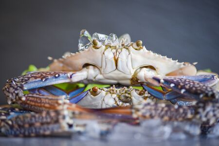 Raw crab on ice with on the dark background / fresh crab for cooked food at restaurant or seafood...