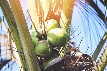 palm fruit coconut growing on the coconut tree in the summerの写真素材